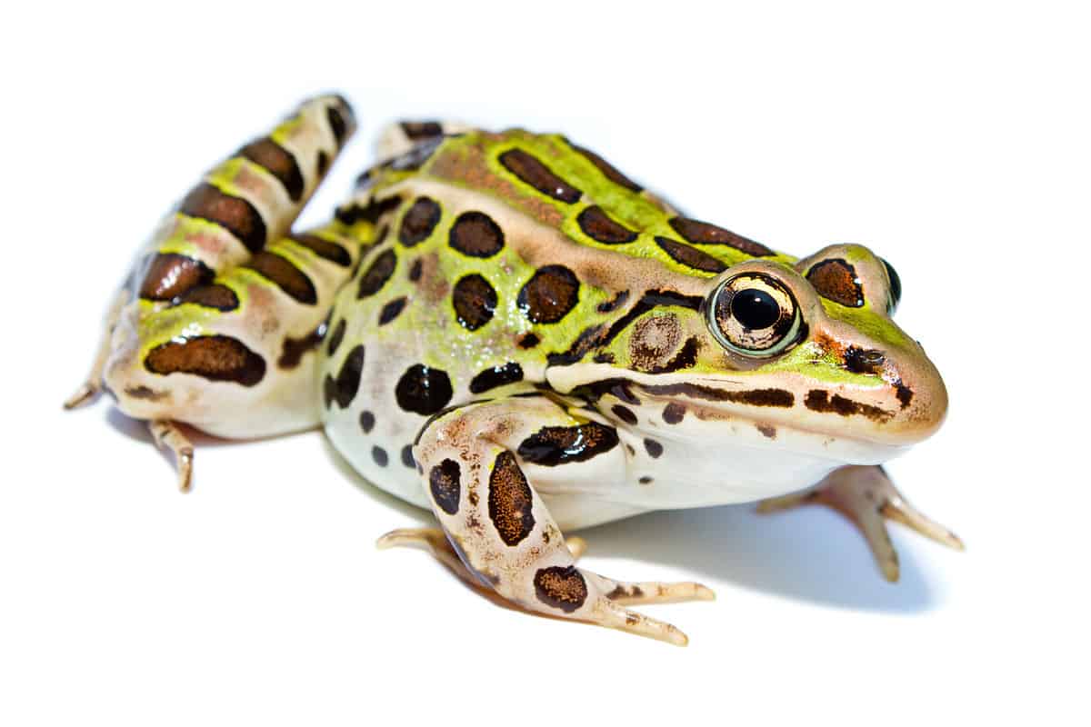 Read more about the article Rana Leopardo: 8 Hechos Divertidos Que Usted Debe Saber!