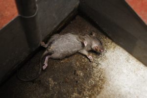 Read more about the article 4 Opciones Ayuda a Deshacerse del Olor a Rata Muerta