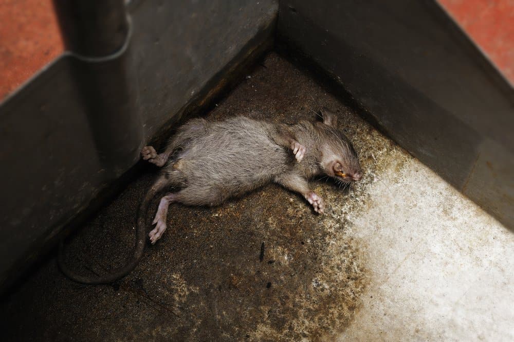 Read more about the article 4 Opciones Ayuda a Deshacerse del Olor a Rata Muerta
