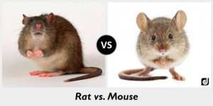 Read more about the article Las Diferencias entre Ratas y Ratones