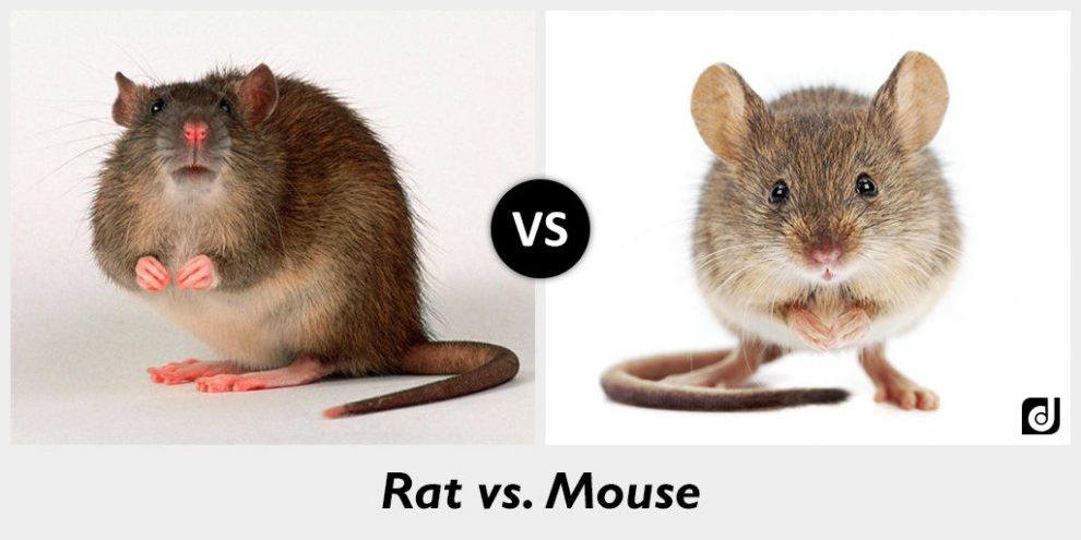 Read more about the article Las Diferencias entre Ratas y Ratones