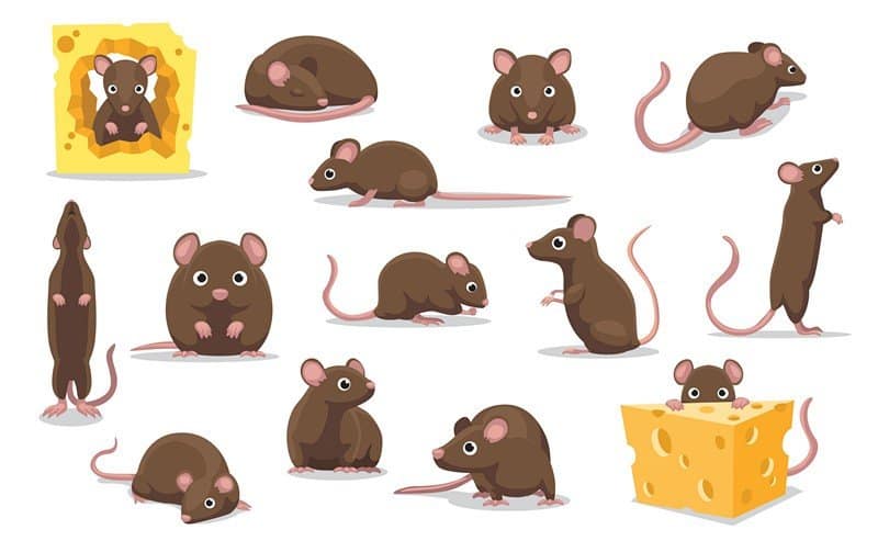 Read more about the article Ratas: 3 Identificaciones y Prevención Eficaz