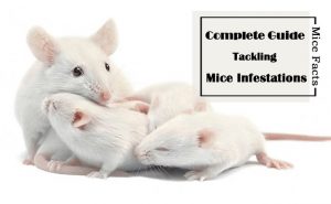 Read more about the article Datos sobre Ratones: Su Guía Completa para las Infestaciones de Ratones y Ratones