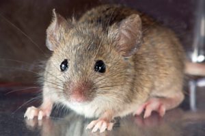 Un ratón de casa común te está mirando fijamente