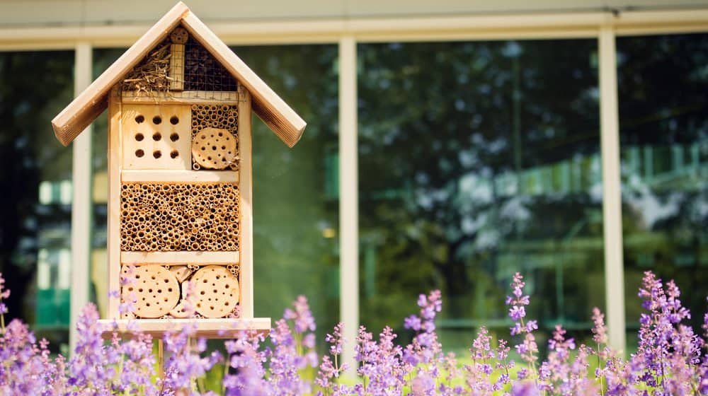 Read more about the article 8 Plantas y Flores que Repelen Abejas y Avispas