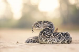 Read more about the article 7 Aspectos Importantes Relacionados con la Mordedura de Serpiente de Cascabel