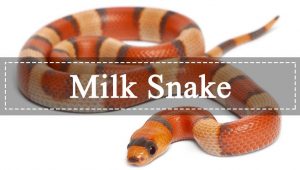 Read more about the article Serpiente de Leche: La Guía Perfecta te Ayuda a Conocerlos