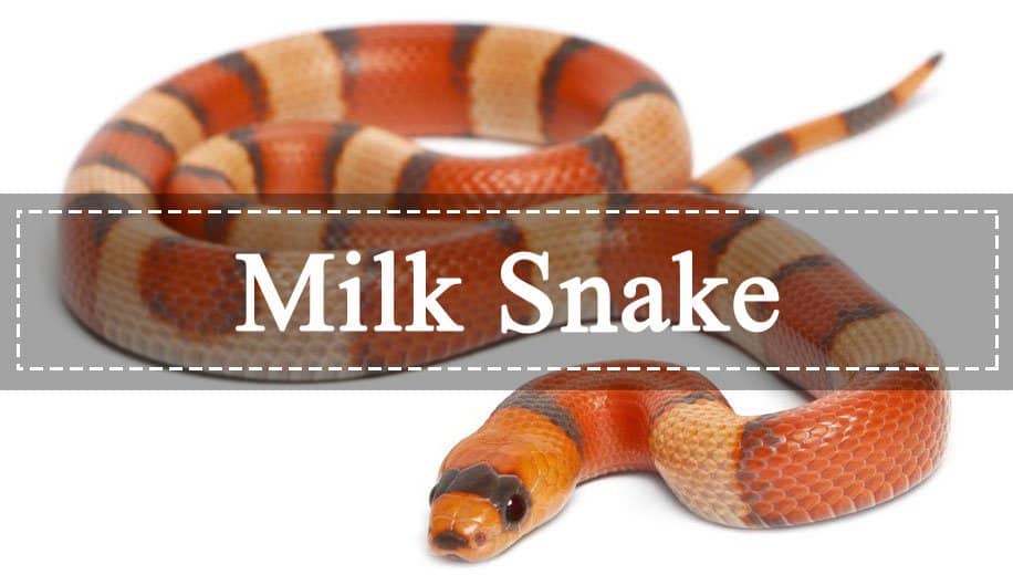 Read more about the article Serpiente de Leche: La Guía Perfecta te Ayuda a Conocerlos