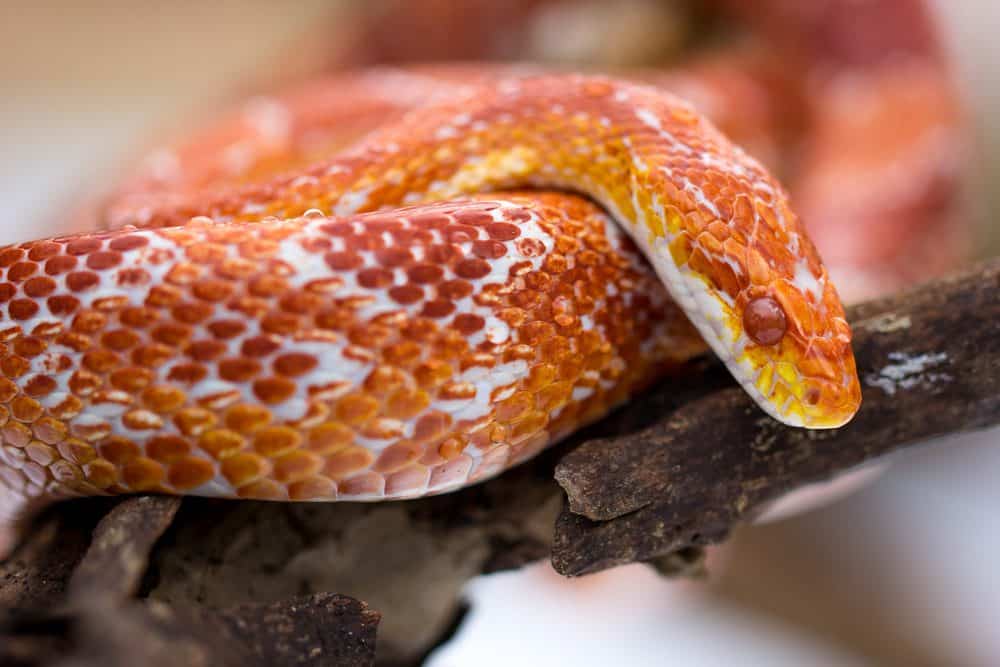 Read more about the article Serpiente de Maíz: Datos Divertidos Nunca Sabías