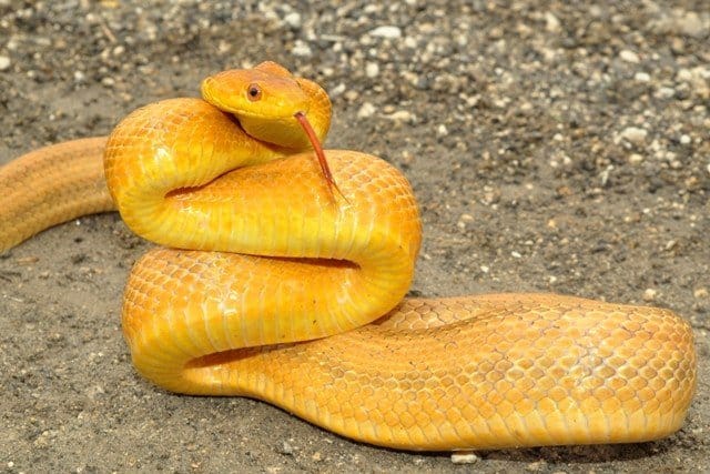 Read more about the article 6 Datos Básicos de la Serpiente de la Rata, 5 Especies Comunes y 5 Hechos más que no Sabías
