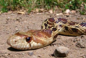 Read more about the article Impactantes Hechos de Serpiente Gopher Nunca Sabías