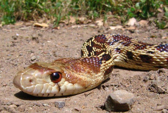 Read more about the article Impactantes Hechos de Serpiente Gopher Nunca Sabías