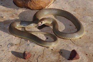 Serpiente marrón oriental en el suelo