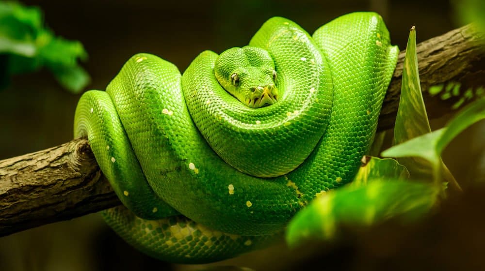 Read more about the article 12 Repelentes Caseros de Serpientes y Formas Naturales de Repeler Serpientes