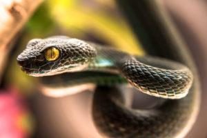 Primer plano de la serpiente viper pit verde