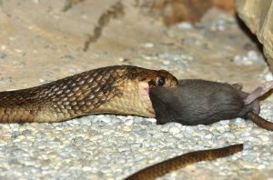 Una cobra egipcia está comiendo una rata