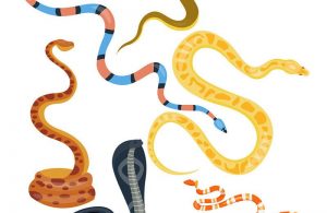 Read more about the article 7 Datos de Serpiente Víbora y 5 Tipos que Nunca Aprendiste en la Escuela