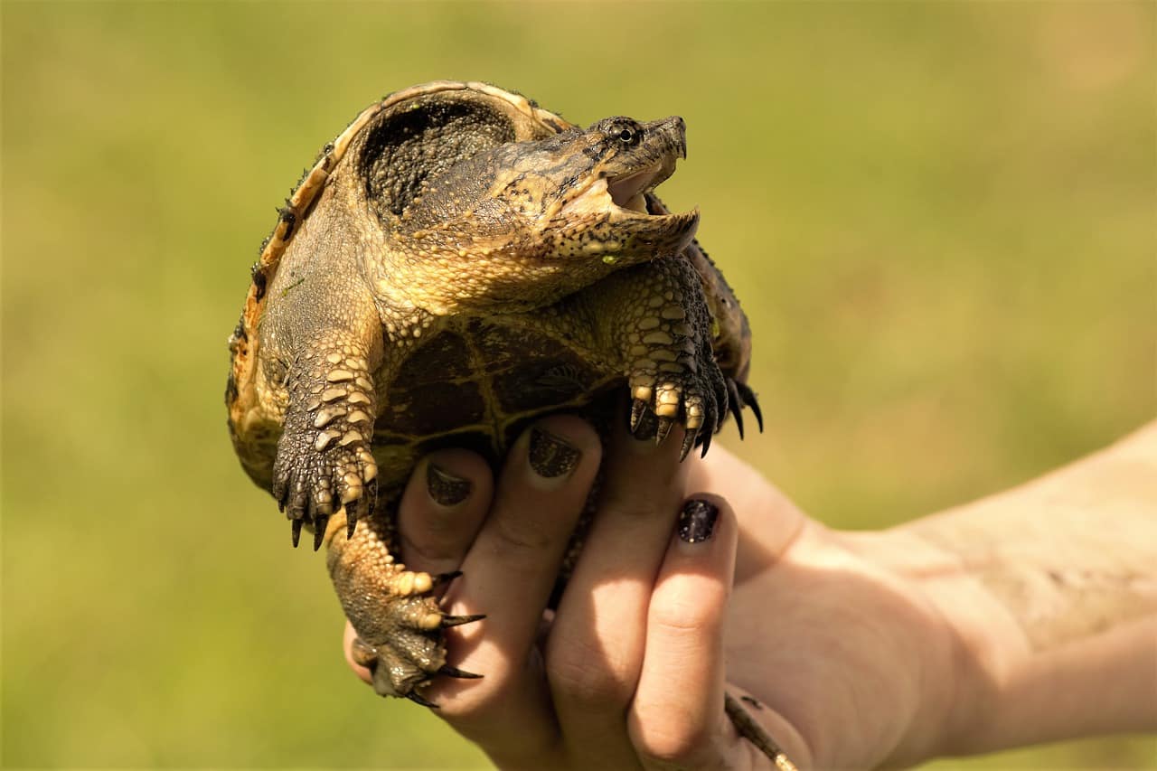 Read more about the article 7 Cosas Interesantes sobre Tortugas de Cocodrilo
