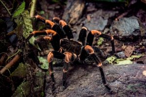 tarántula en la naturaleza