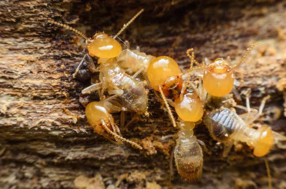 Read more about the article Identificación de Termitas (Incluidos los Miembros de la Colonia)
