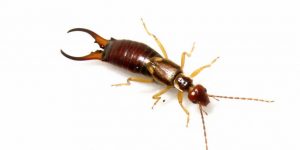 Read more about the article Mordeduras de Tijereta: 6 Síntomas Comunes, 5 Pasos de Tratamiento y 6 Métodos de Control Útiles