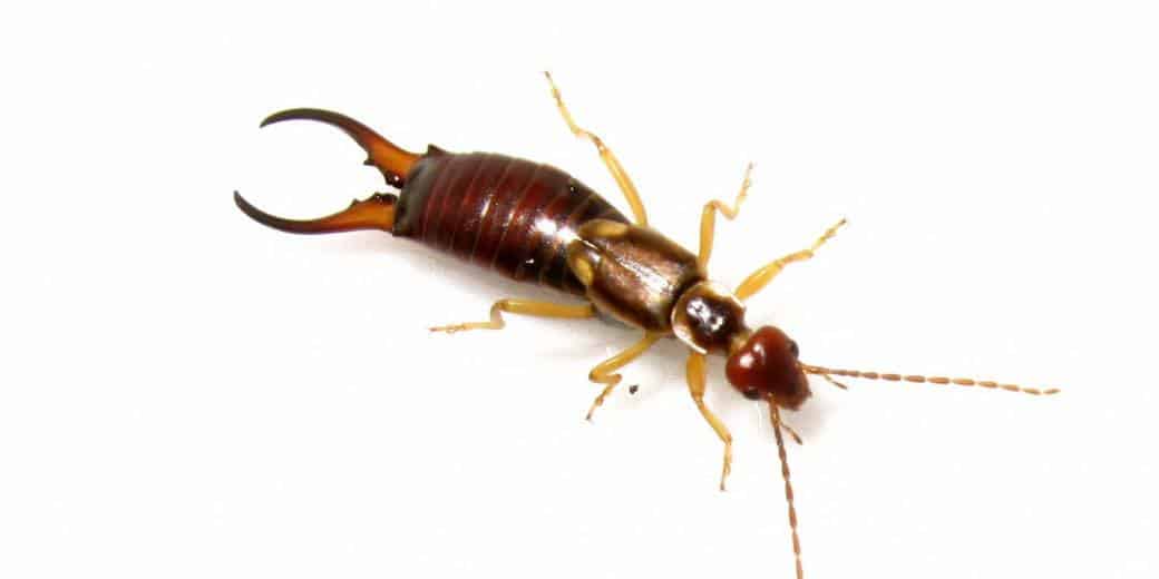 Read more about the article Mordeduras de Tijereta: 6 Síntomas Comunes, 5 Pasos de Tratamiento y 6 Métodos de Control Útiles