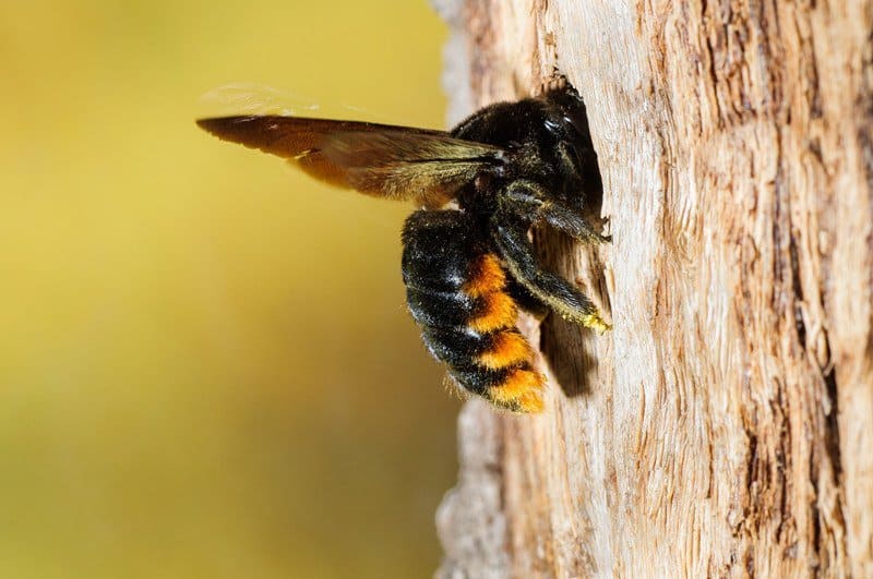 Read more about the article Trampa de Abeja de Carpintero: 17 (Fácil) Pasos para Construírla (y la Mejor Trampa para Comprar)