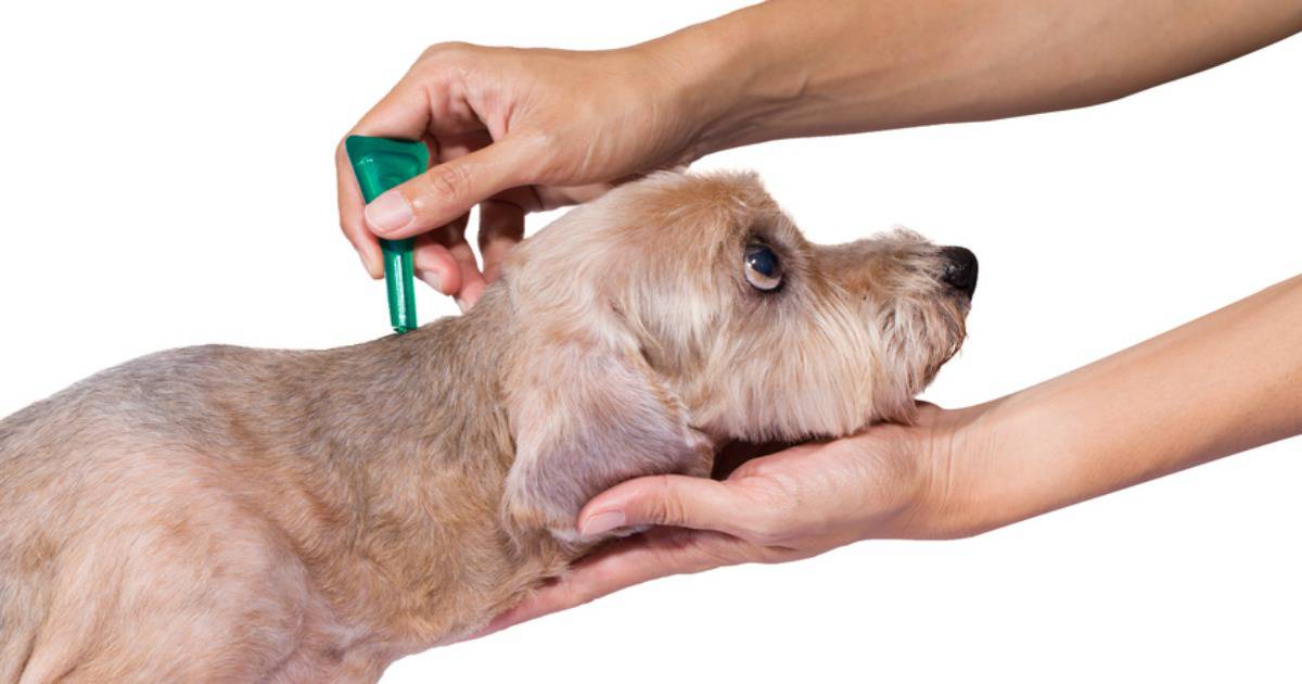 Read more about the article Tratamiento de Piojos para Perros: Tratamientos Más Eficaces (Más Signos y Síntomas)