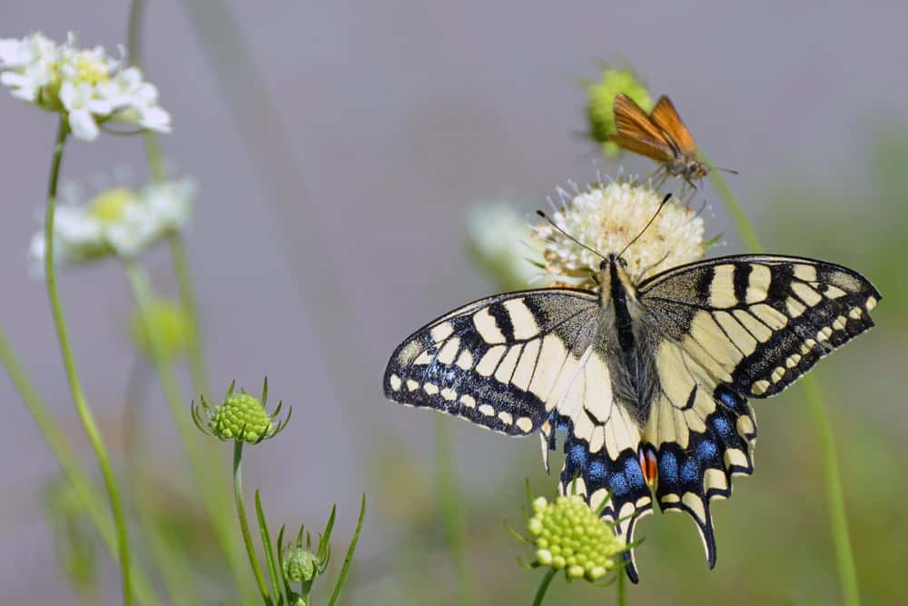 mariposa en la naturaleza