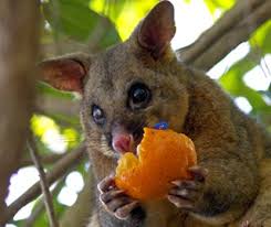 zarigüeya comiendo comida