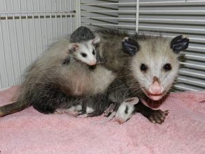 Tres zarigüeyas sentado en la sábana