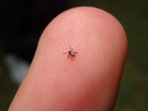 Ácaro de pájaro pequeño en el dedo humano