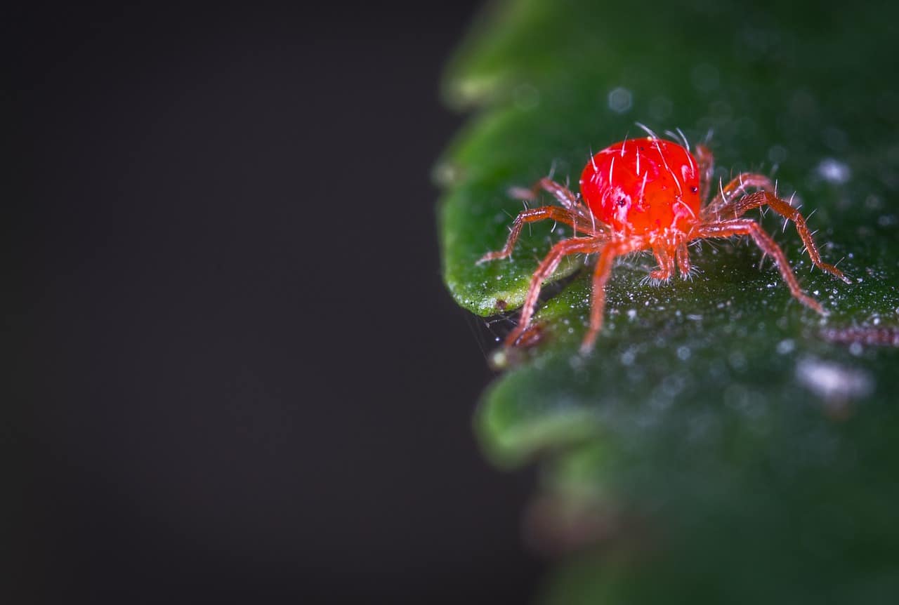 Read more about the article 10 Maneras de Controlar los Ácaros Rojos por Métodos Orgánicos
