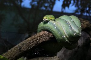Boa de árbol esmeralda en una rama