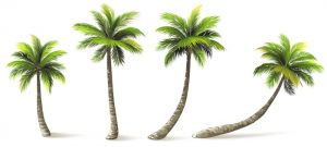 Palmeras con sombra aislada en blanco