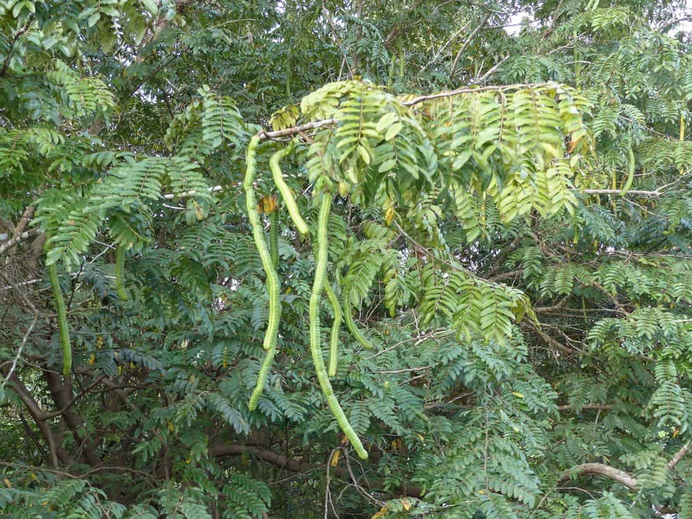 Montones de plantas de fijación de nitrógeno